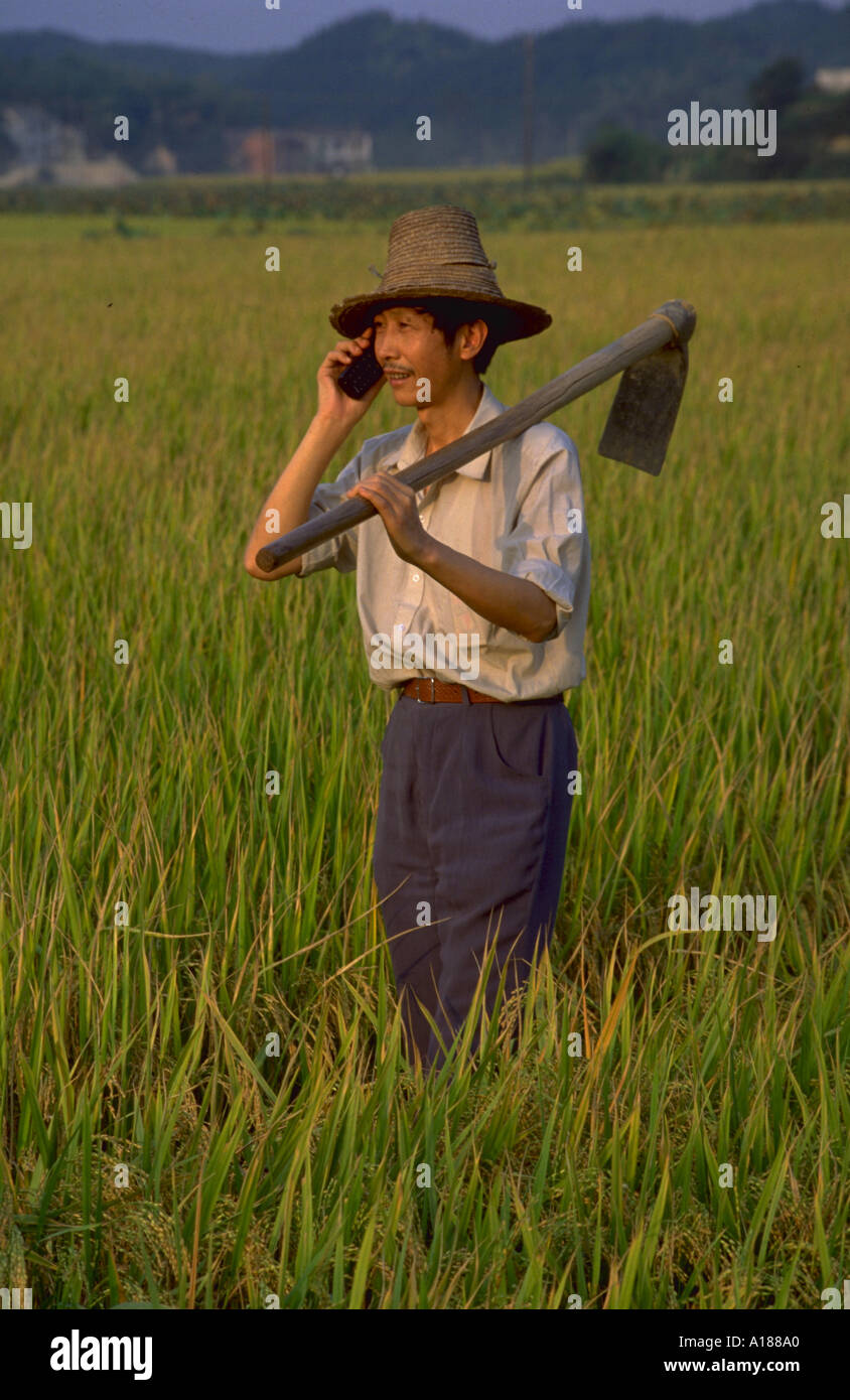 L'agricoltore cinese tramite telefono cellulare nel campo Hunan Cina Foto Stock