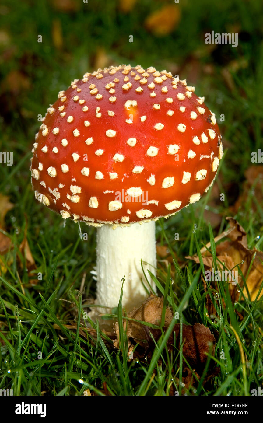 Fly Agaric fungo Norfolk England Regno Unito Foto Stock