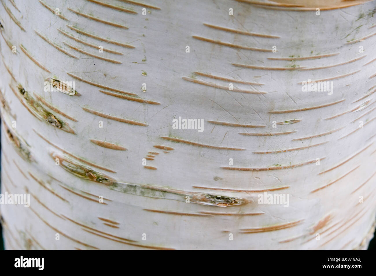 Corteccia di Betula Utilis Jacquermontii Foto Stock