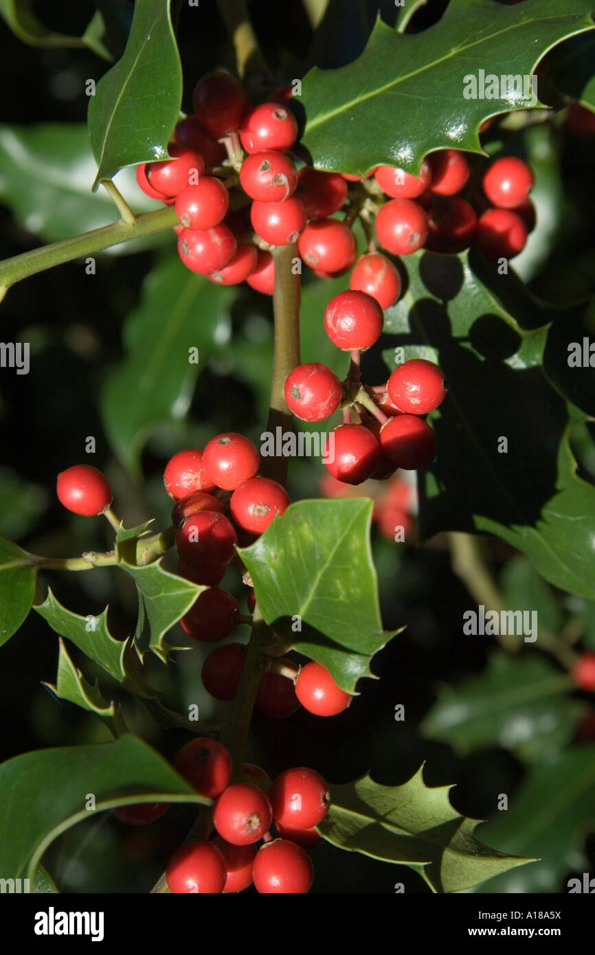 Holly bacche in inverno Foto Stock