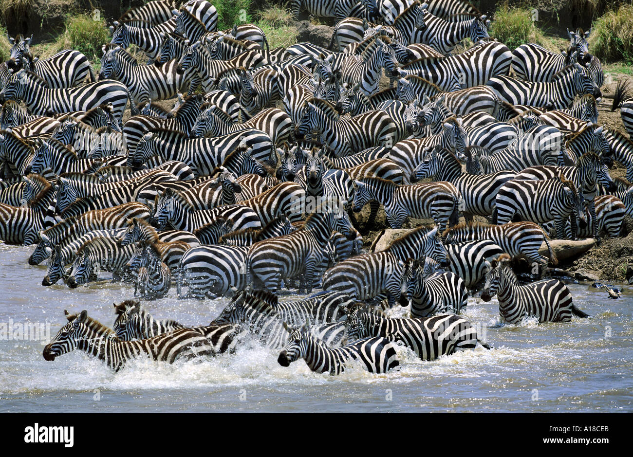 Zebre Attraversamento fiume Mara sulla migrazione Kenya Africa Foto Stock