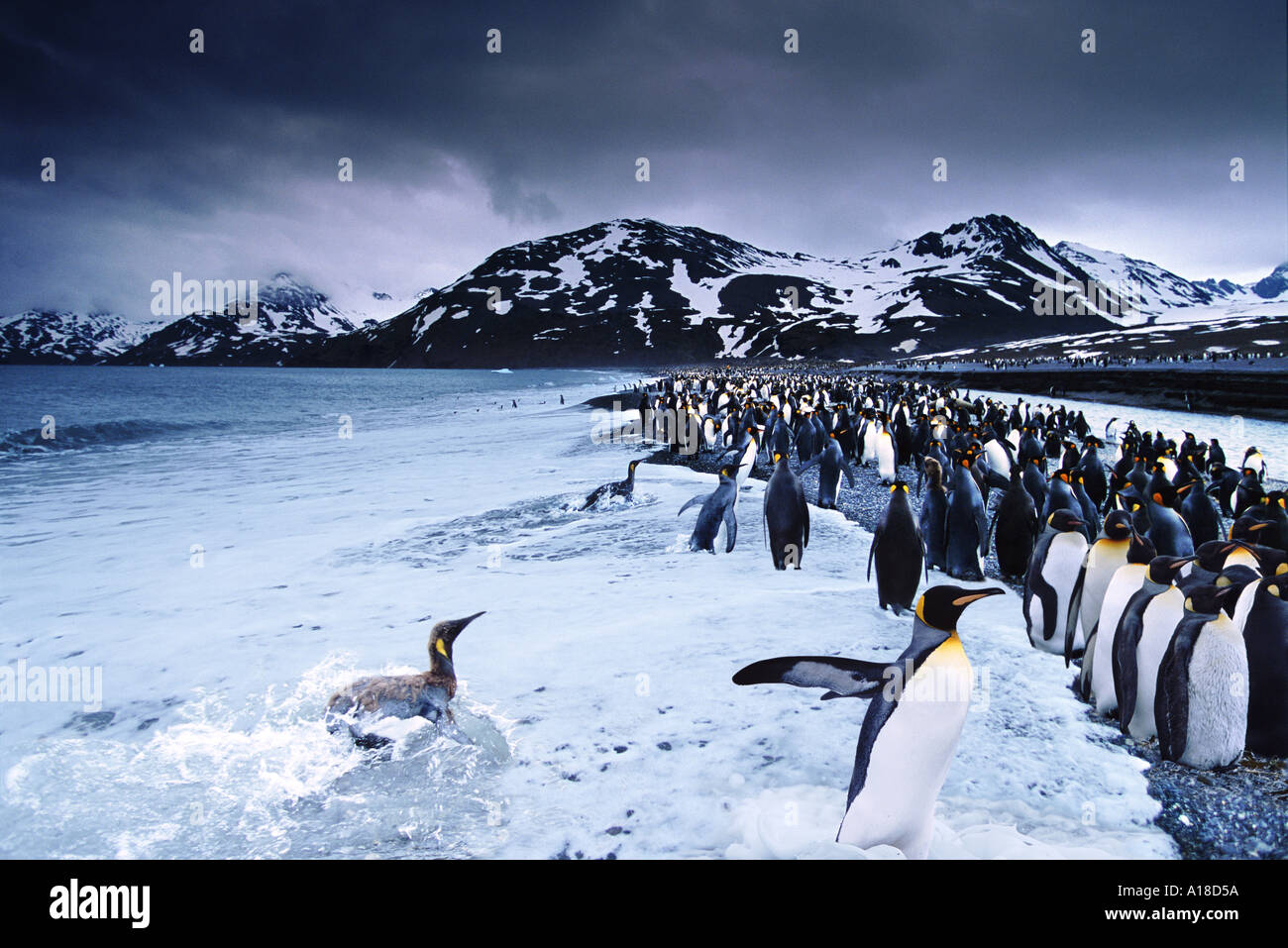 Re pinguini sulla spiaggia di St Andrews Bay Georgia del Sud Foto Stock