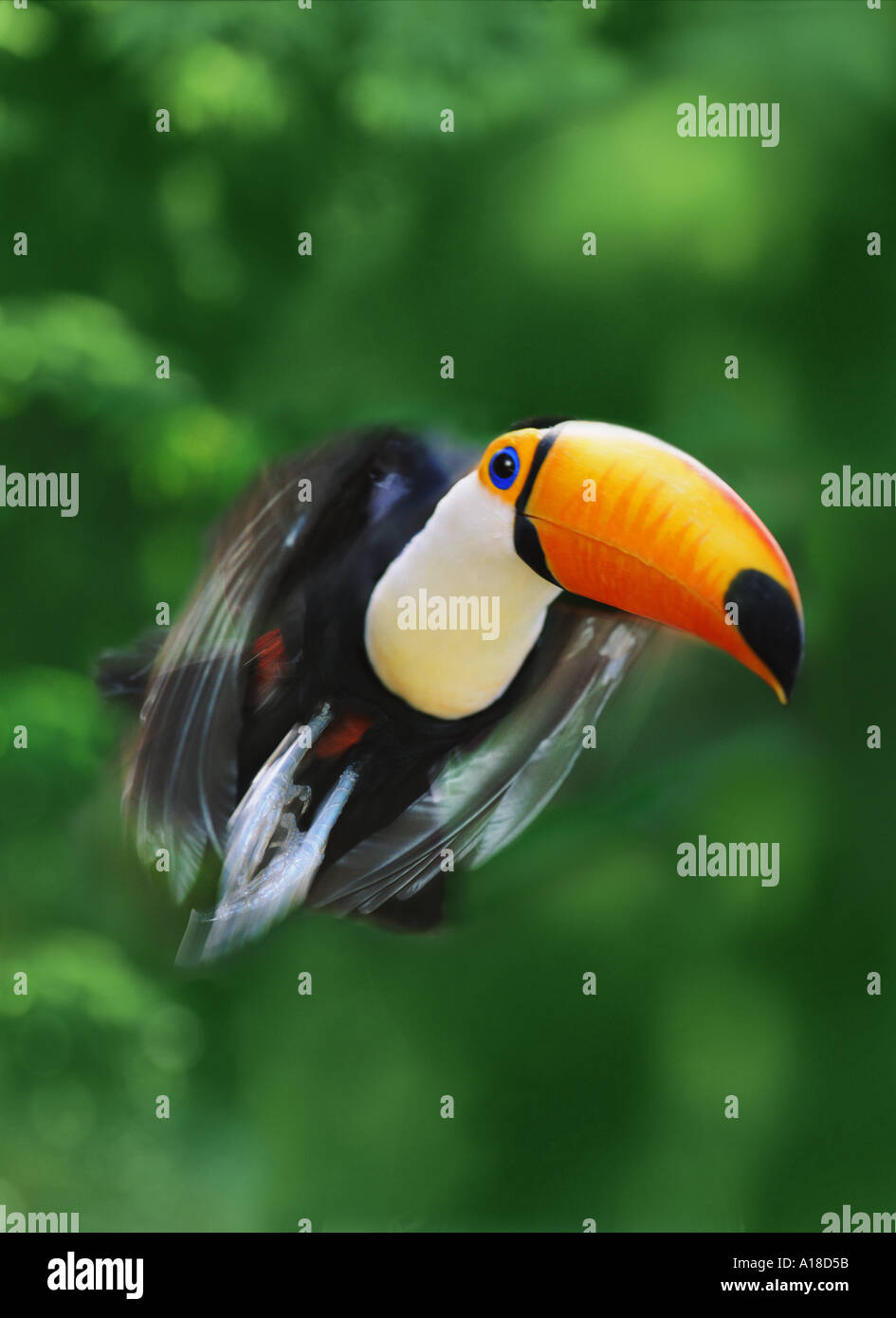 Toucan in volo Foto Stock