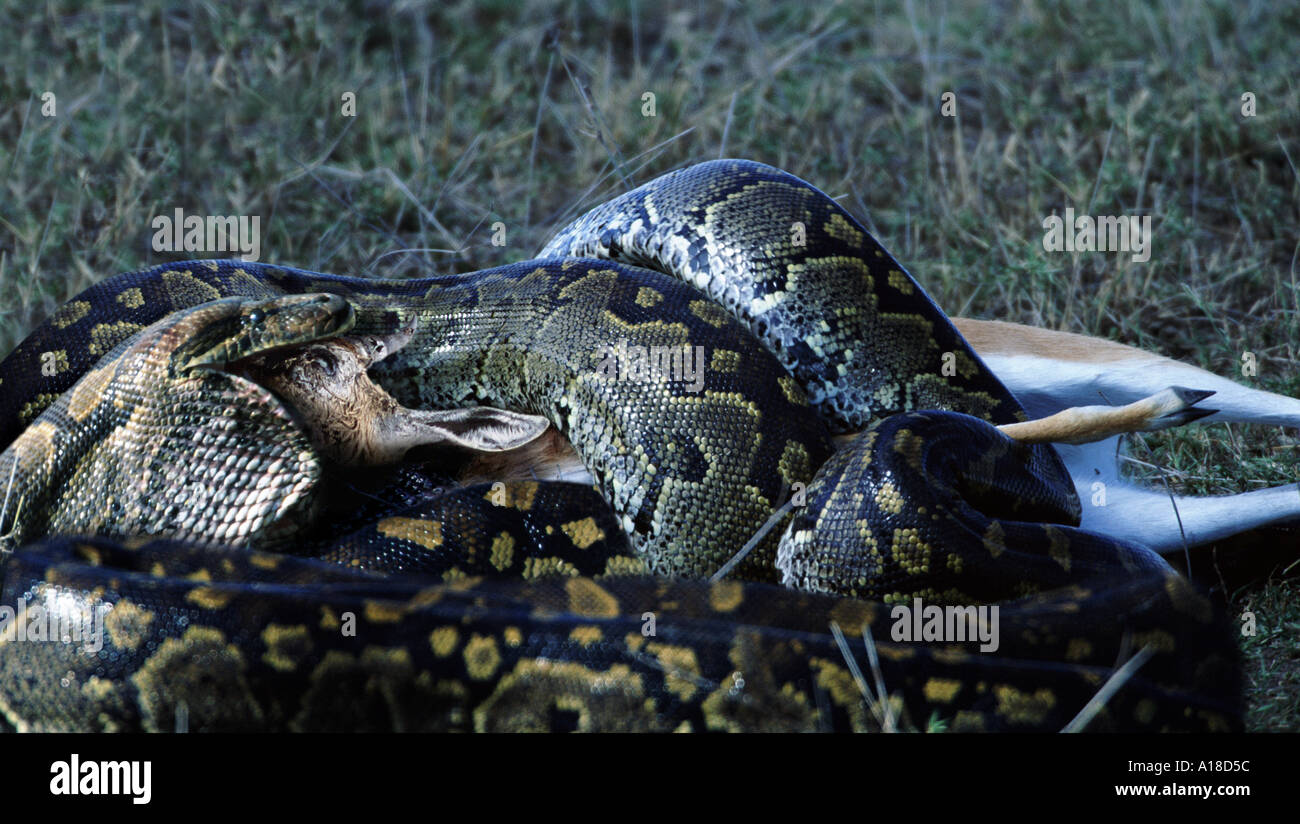 Python mangiare Thomsons gazzella Foto Stock