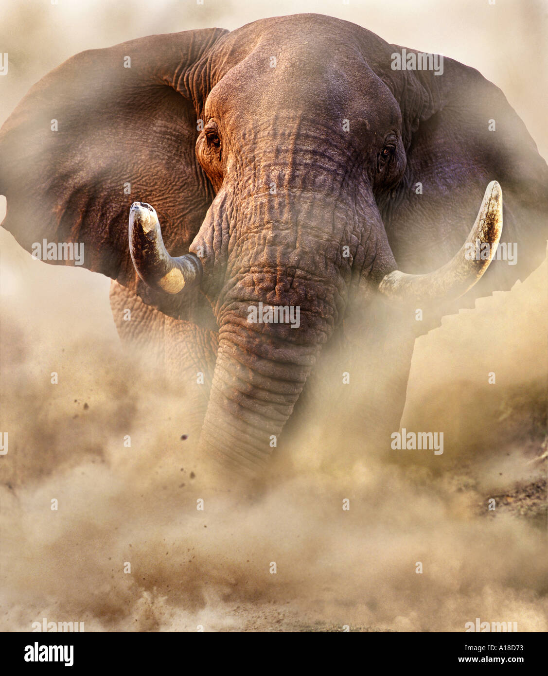 La ricarica bull elephant Savute Botswana Foto Stock