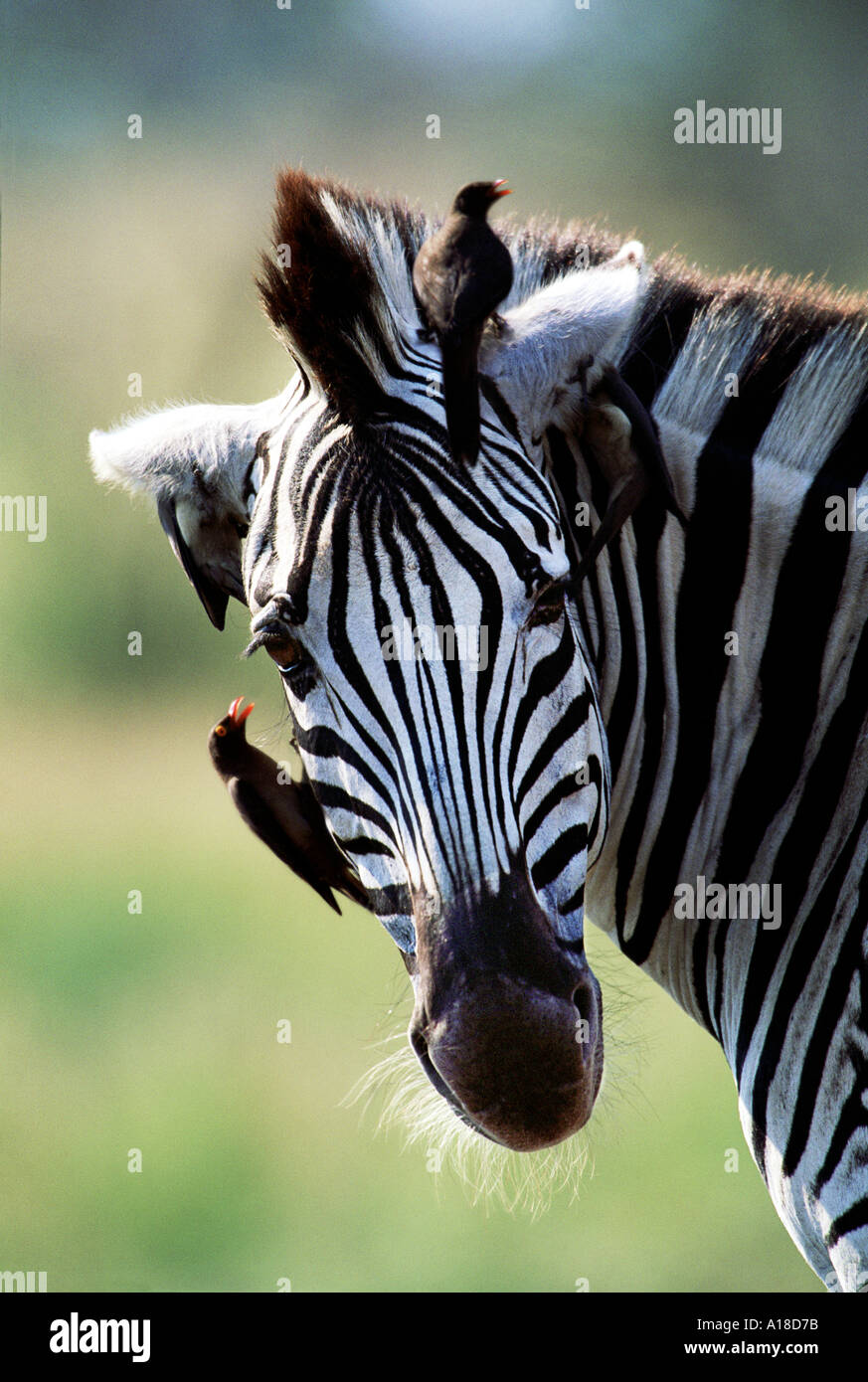 Oxpeckers su zebra Sud Africa Foto Stock