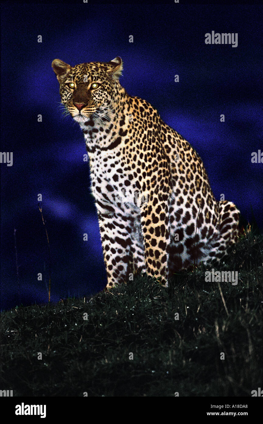 Leopard di notte Masai Mara Kenya Foto Stock