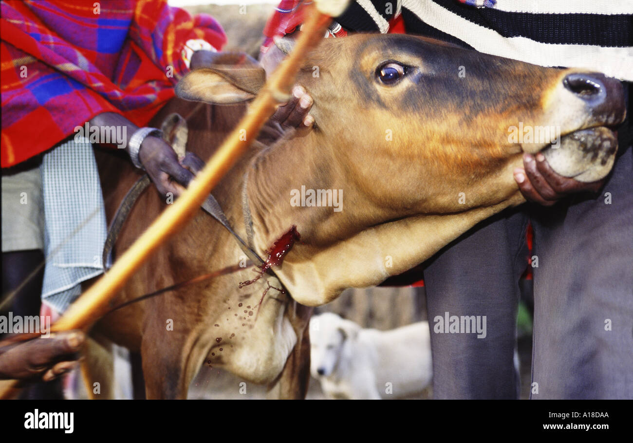 Maasai mucca in fase di spurgo per rendere il tradizionale Maasai sangue la miscela a base di latte che tribù bere Kenya Foto Stock
