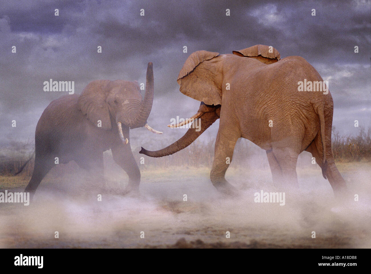 Gli elefanti combattimenti Botswana Foto Stock