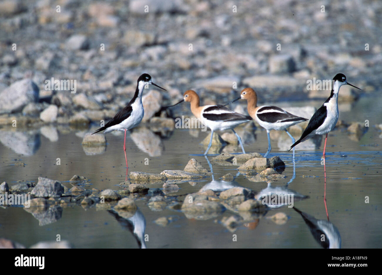 Collo Nero stilt Himantopus mexicanus e una coppia di American avocette Recurvirosta americana a Antelope Island S P in Utah s G Foto Stock