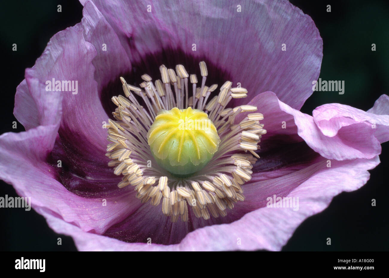 Papavero (Papaver somniferum), fiore Foto Stock