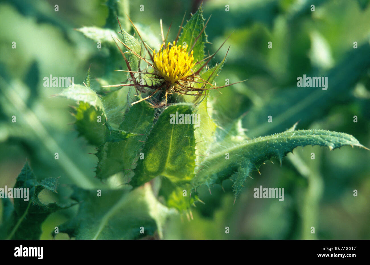 Cardo santo, il beato thistle (Cnicus benedictus), infiorescenza Foto Stock