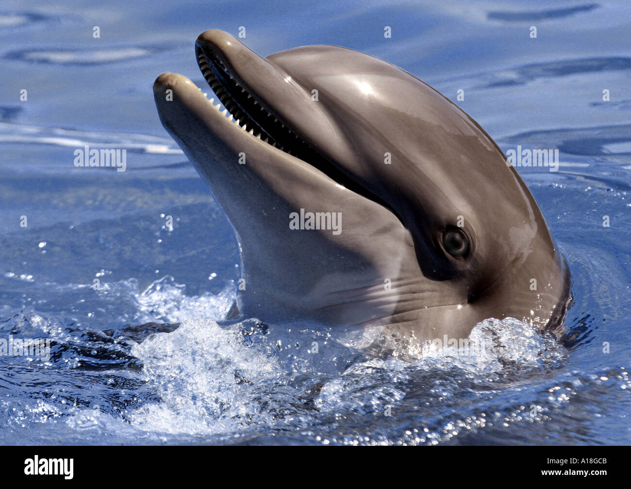 Bottlenosed dolphin, comune bottiglia di delfini dal naso (Tursiops truncatus), verticale con la testa fuori dall'acqua. Foto Stock