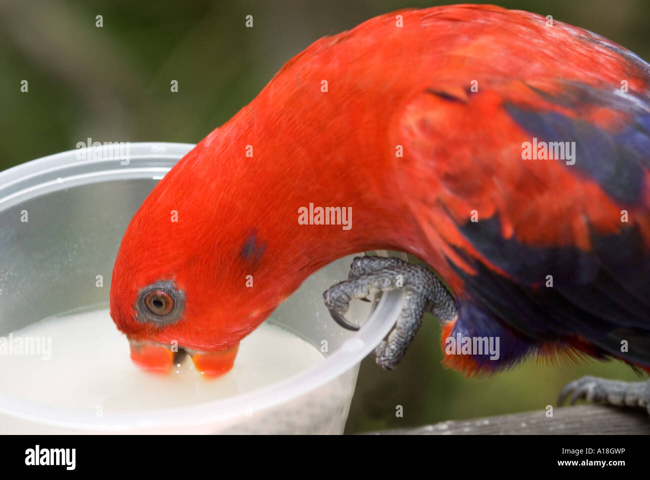 Rosso Blu nero parrocchetto Parrot, testa ritratto bill becco giallo sugarwater potabile zucchero acqua di alimentazione di alimentazione Foto Stock