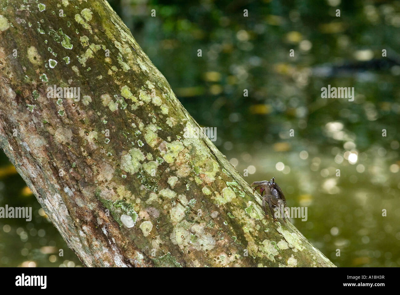 Granchio nella radice della foresta di mangrovie ecosistema marino SUNGEI BULOH WETLAND RESERVE singapore ASIA Foto Stock
