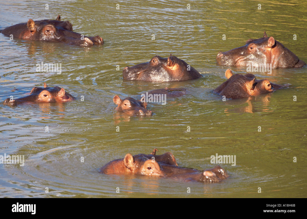 Ippopotamo o Ippona (Hippopotamus amphibius), allevamento di ippopotamo in acqua, Kenia Masai Mara NP. Foto Stock
