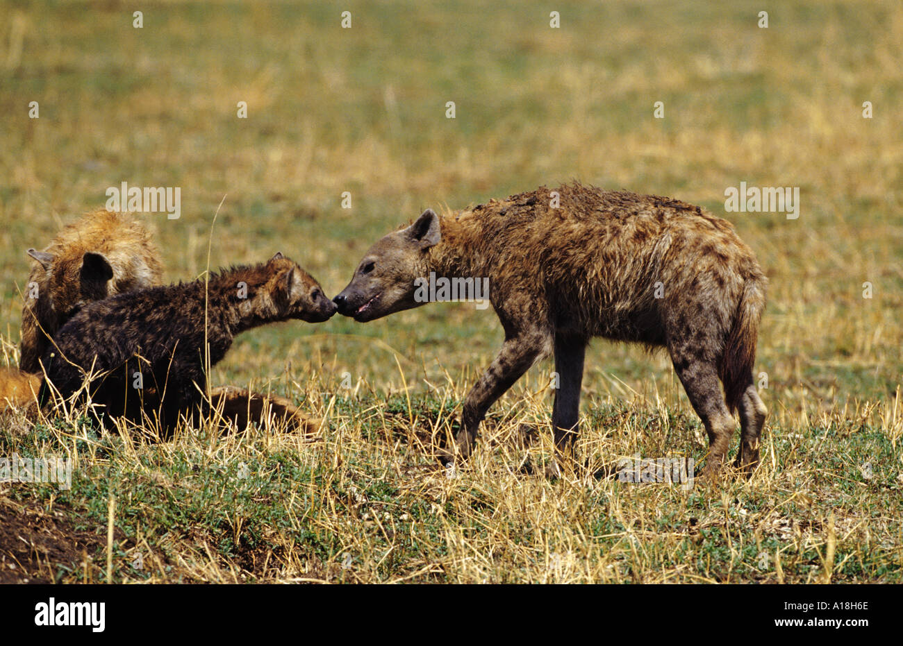 Spotted hyena (Crocuta crocuta), con cub sniffing a ciascun altro, Kenia Masai Mara NP. Foto Stock