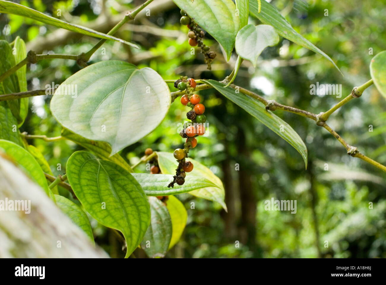 Peperoni pepe peppe impianto di frutta rossa fresca verde arbusto panicle pepe nero Foto Stock
