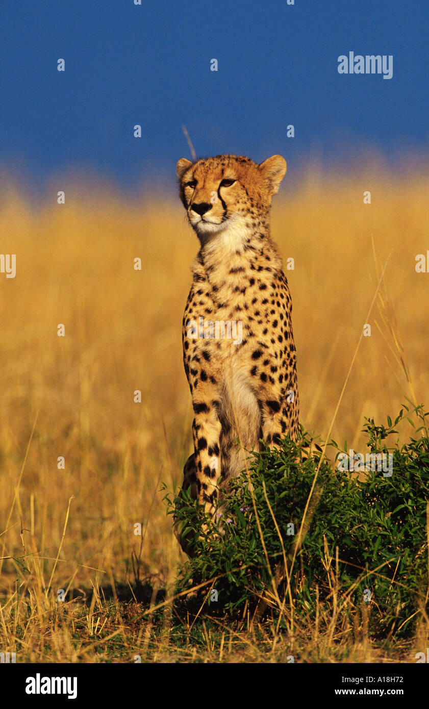 Ghepardo (Acinonyx jubatus), più veloce mammifero terrestre su brevi distanze, Kenia Masai Mara NP Foto Stock