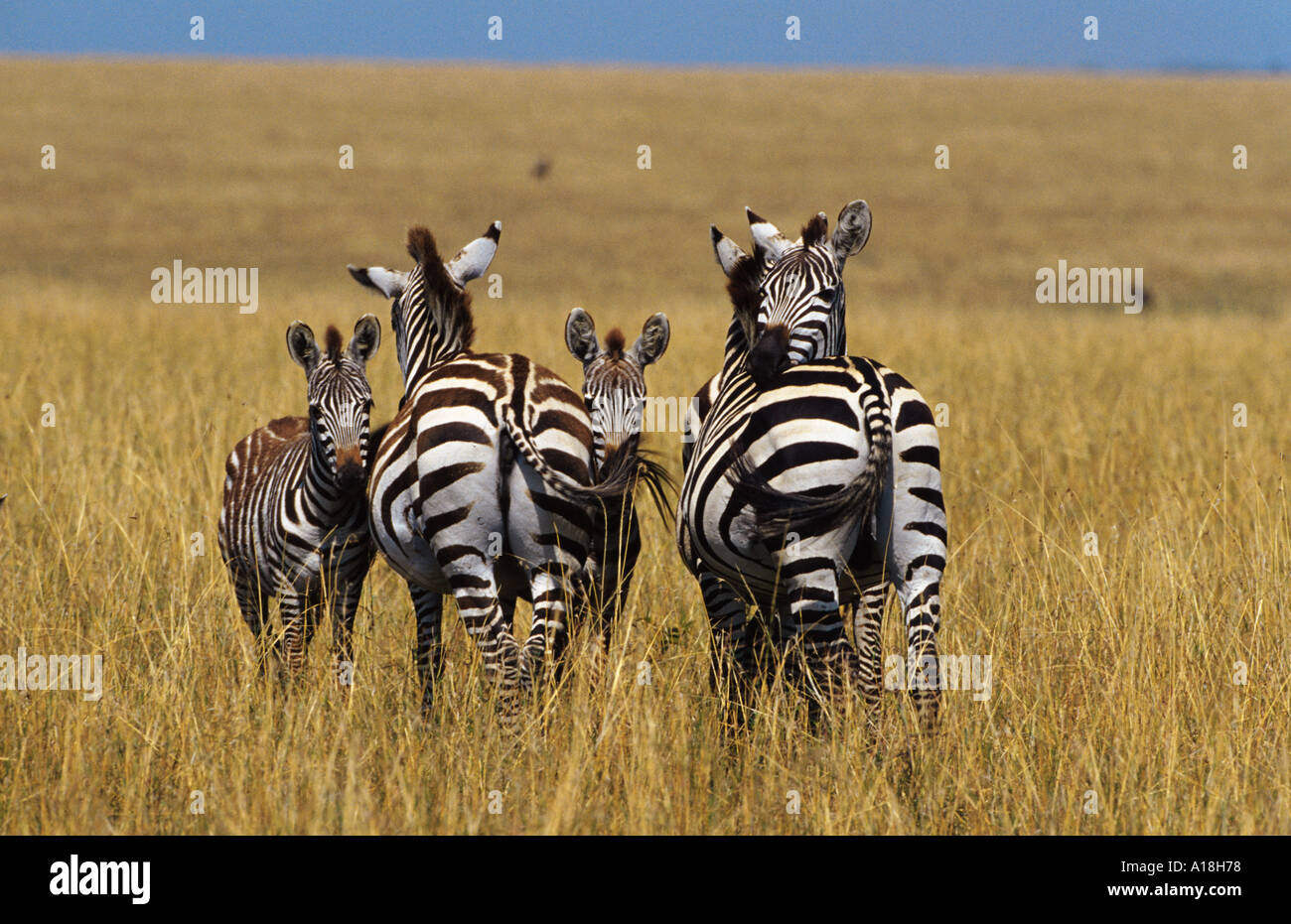 Zebra comune (Equus quagga), gruppo con puledri, Kenia Masai Mara riserva nazionale. Foto Stock