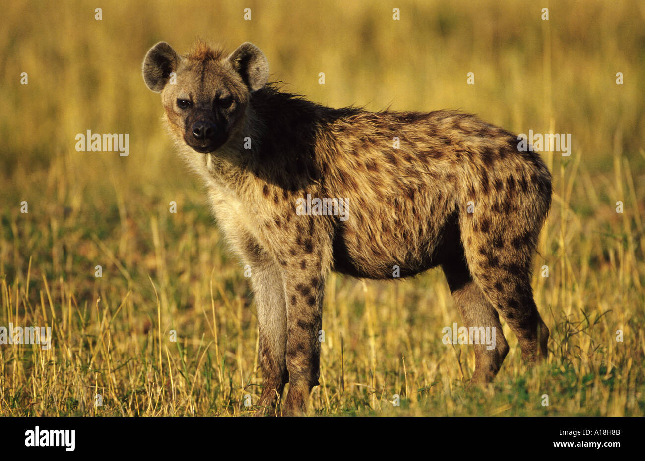 Spotted hyena (Crocuta crocuta), in piedi, guardando verso la telecamera, Kenia Masai Mara NP. Foto Stock