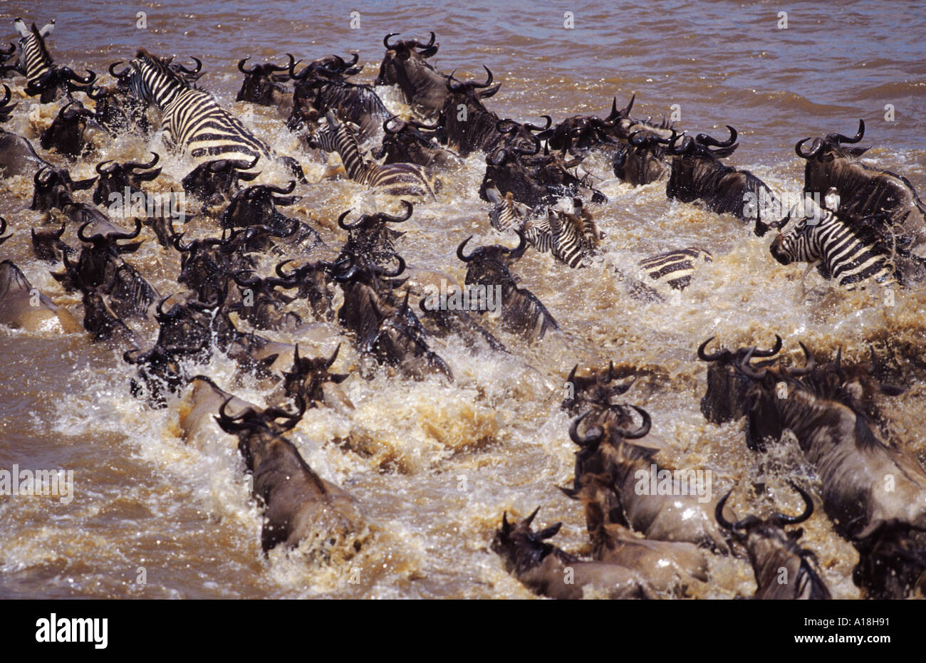 Blue GNU, borchiati gnu, bianco-barbuto GNU (Connochaetes taurinus), allevamento Varcando il fiume, Kenia Masai Mara NP. Foto Stock