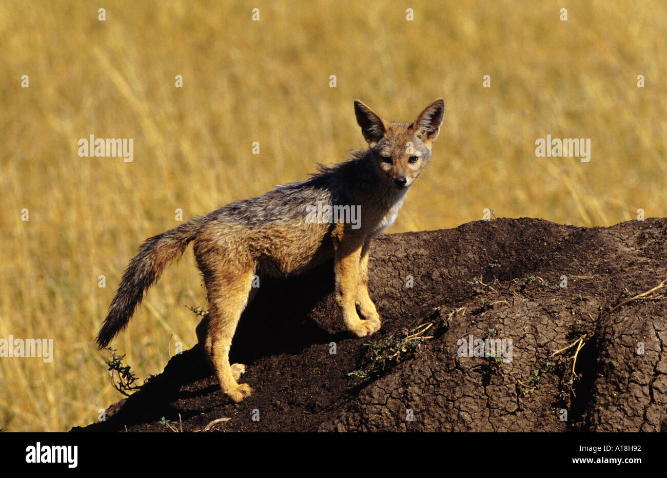 Nero-backed jackal (Canis mesomelas), giovani permanente sulla collina vicino den, Kenia Masai Mara NP. Foto Stock