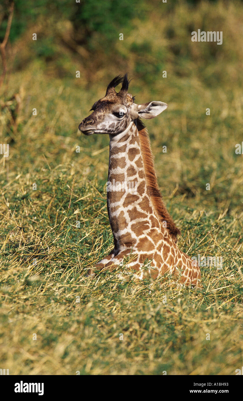 Masai giraffe (Giraffa camelopardalis tippelskirchi), giovani lyinng tra erba, Kenia Masai Mara NP. Foto Stock