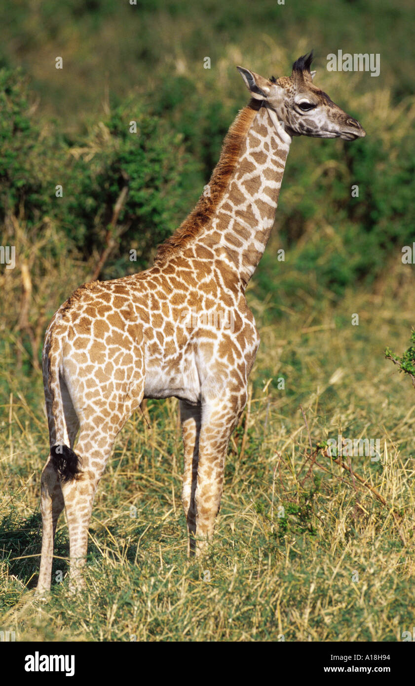 Masai giraffe (Giraffa camelopardalis tippelskirchi), Giovani in piedi, Kenia Masai Mara NP. Foto Stock