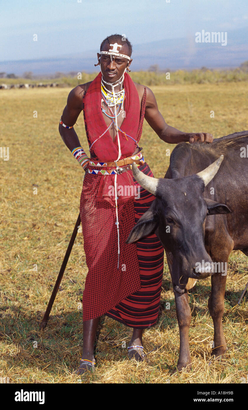 Massai con cow, indossando vestiti tradizionali, Kenia Masai Mara NP. Foto Stock