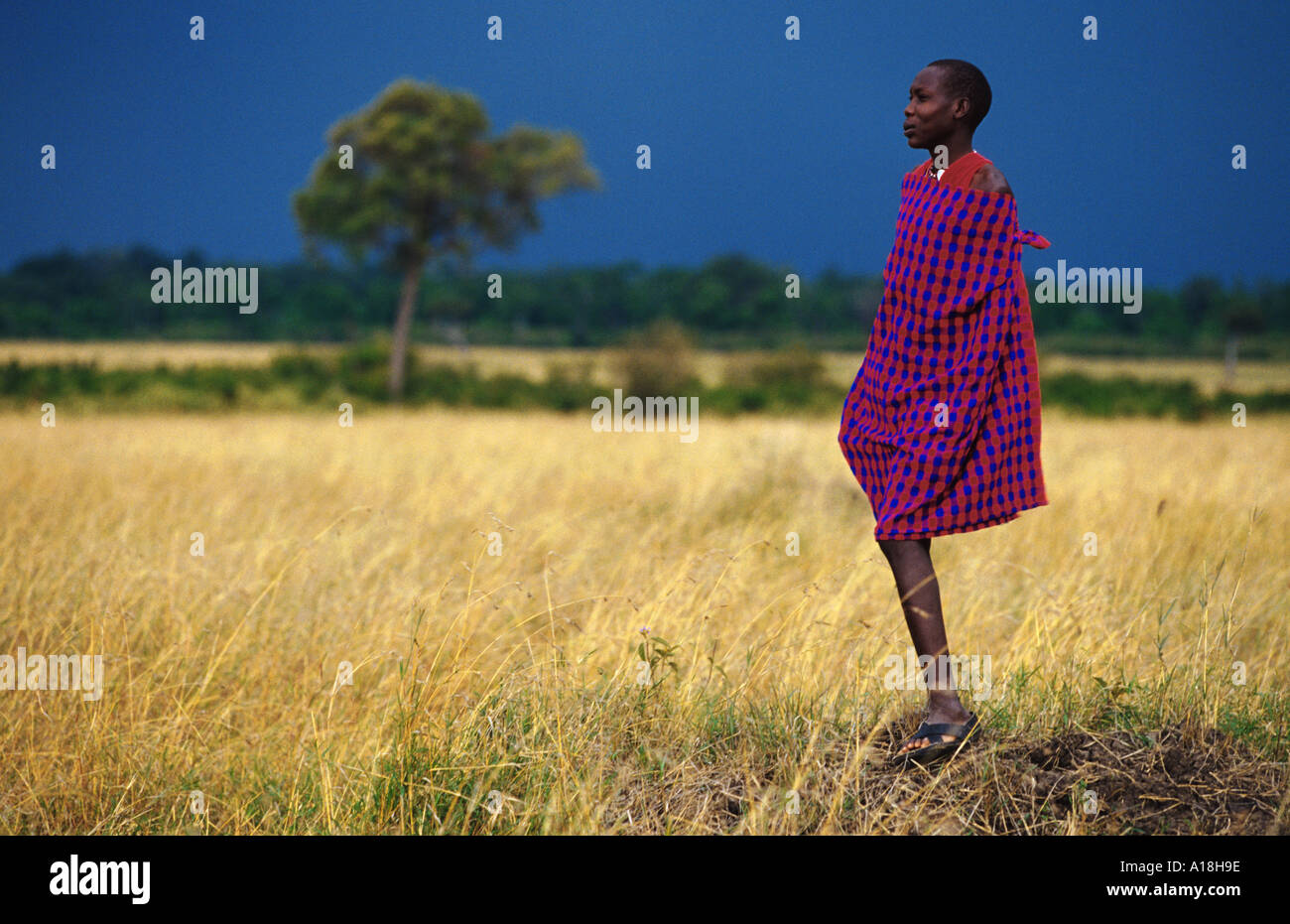 Massai permanente sulla collina, indossa un mantello di spalla cosiddetto shuka, Kenia Masai Mara NP Foto Stock