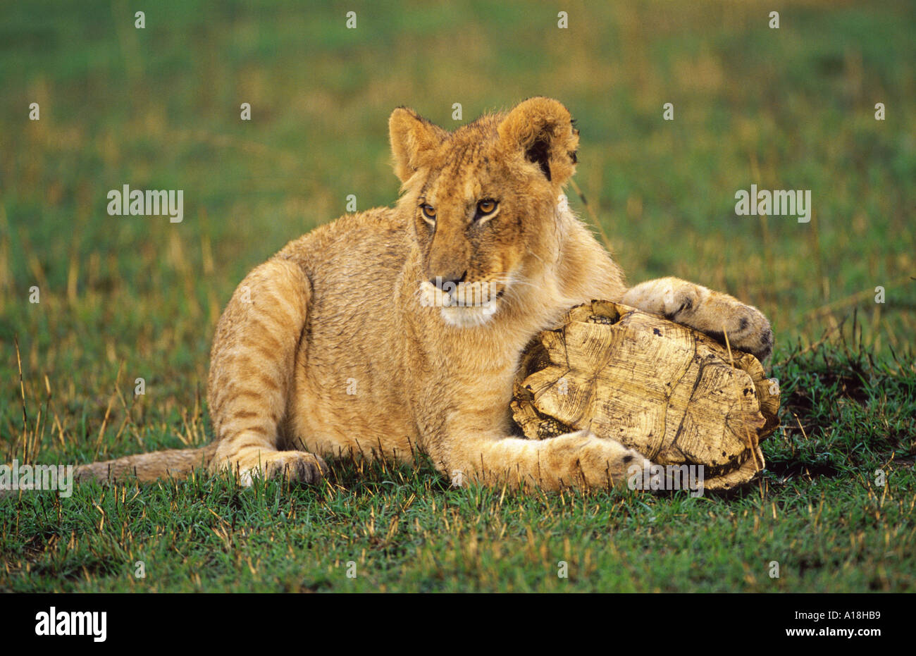 Lion (Panthera leo), LION CUB con la tartaruga, Kenia Masai Mara NP. Foto Stock