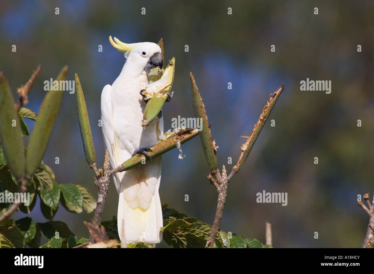 Zolfo crested cacatua Cacatua galerita alimentare Foto Stock