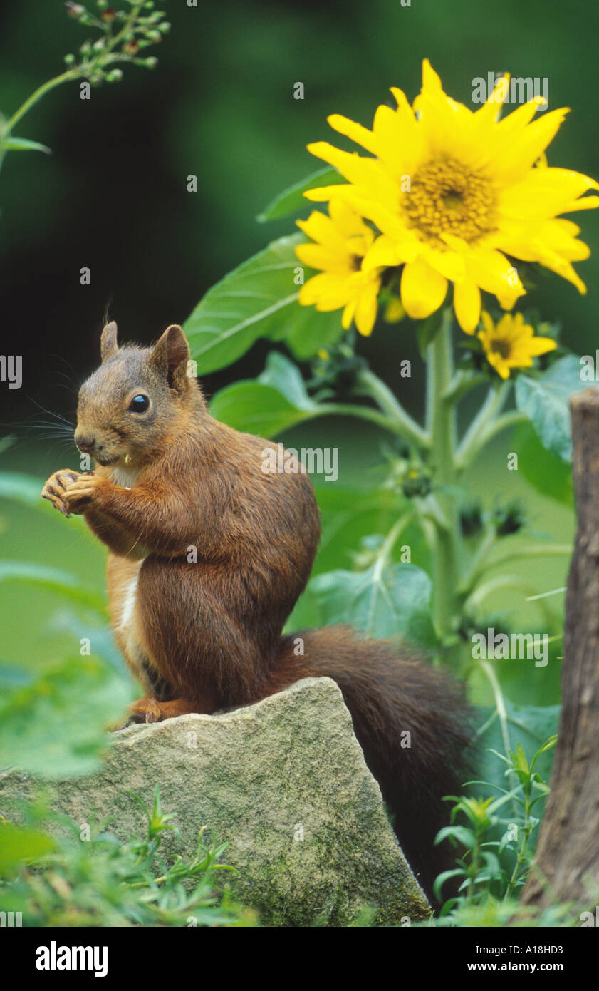 Unione scoiattolo rosso, Eurasian red scoiattolo (Sciurus vulgaris), a girasole, Germania. Foto Stock