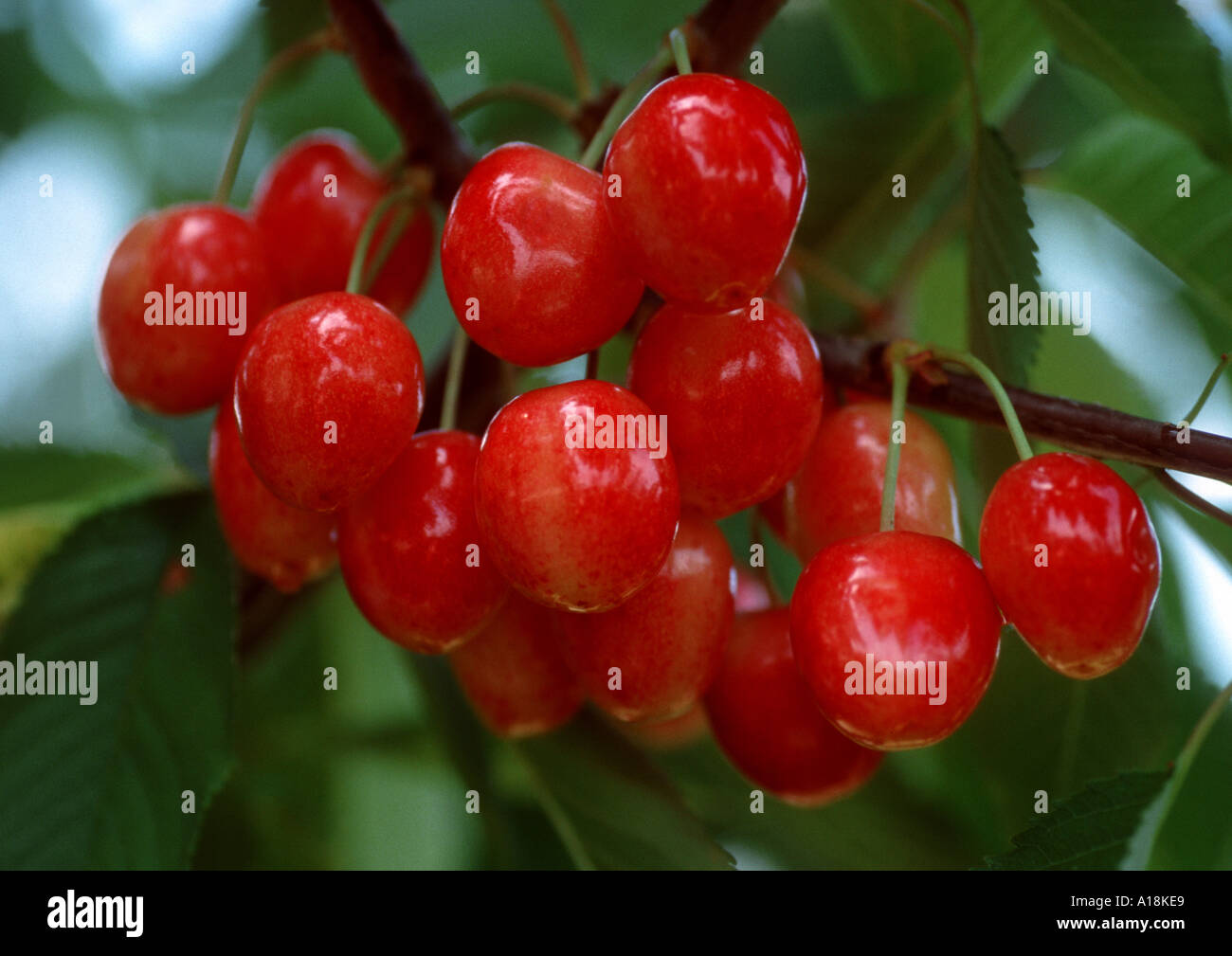 Ciliegio selvatico, ciliegio dolce, fisarmonica Gean, mazzard (Prunus avium), di ciliegie. Foto Stock