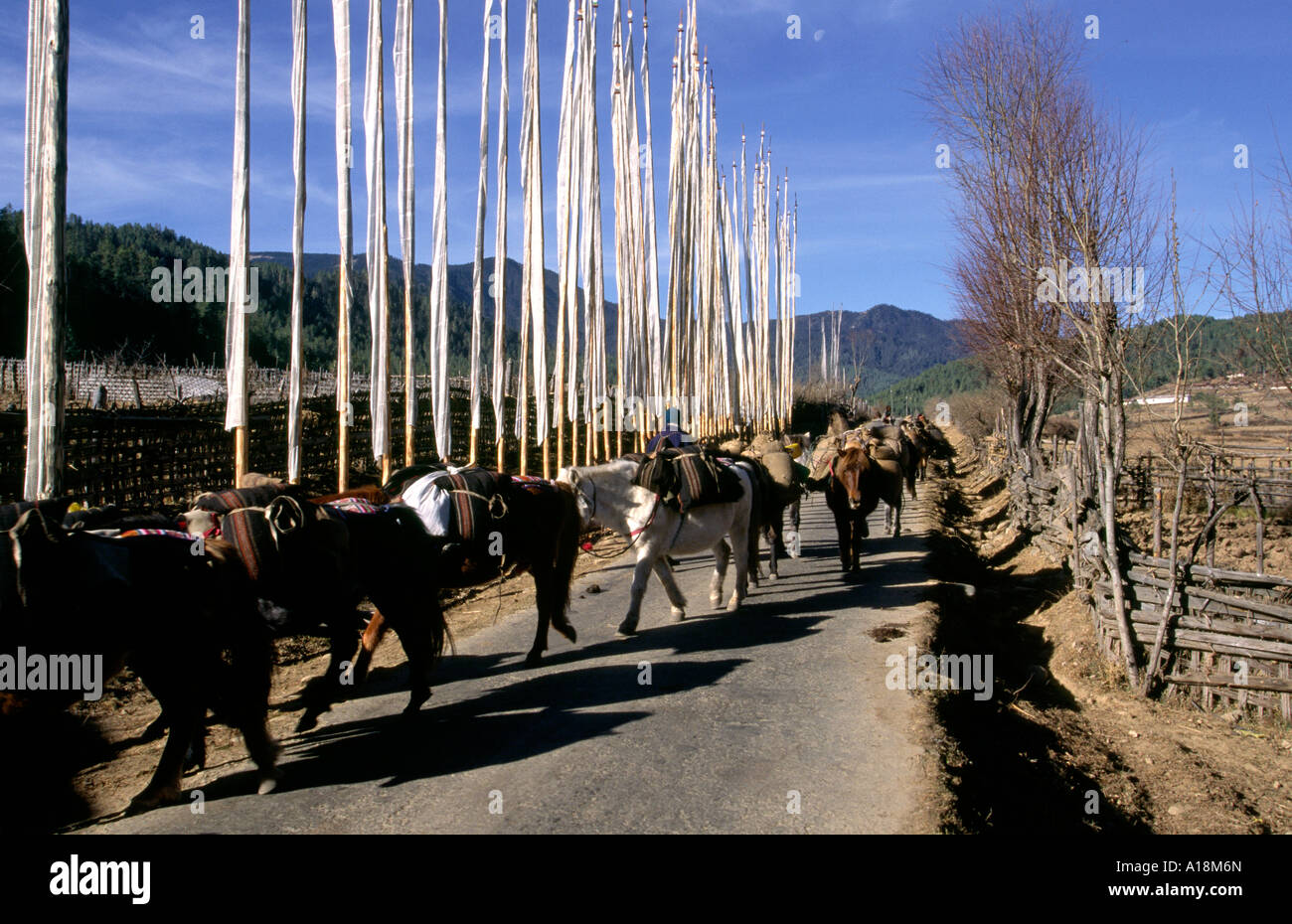 Il Bhutan Gyatsa linea di pack di animali su strada rurale Foto Stock