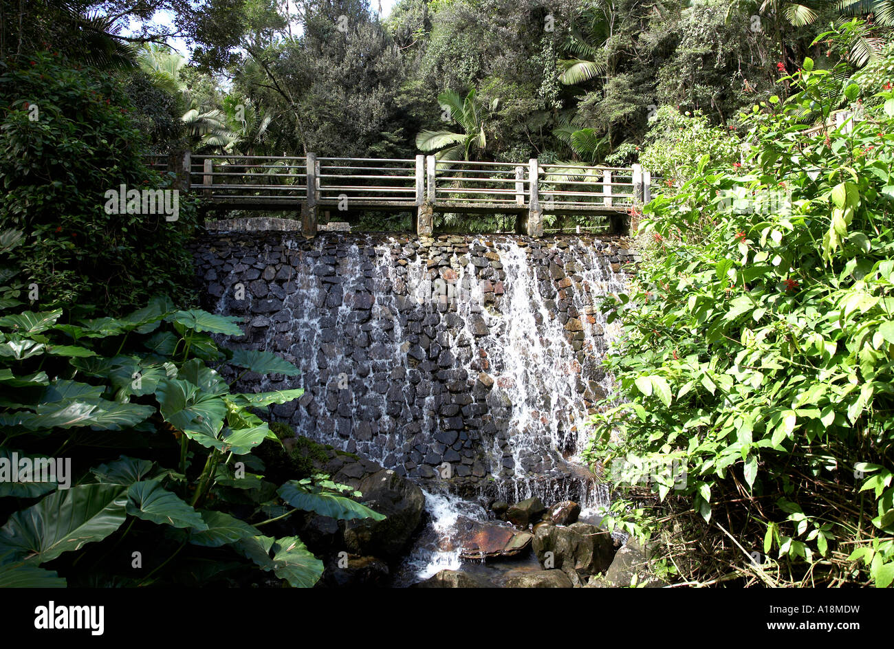 La cascata all'inizio o ingresso di bano grande foresta pluviale di El Yunque Puerto Rico west indies Foto Stock