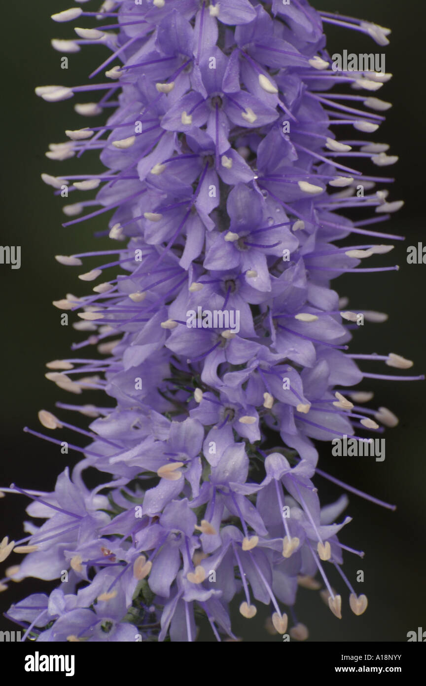 Long-leaf speedwell (Veronica longifolia) Foto Stock