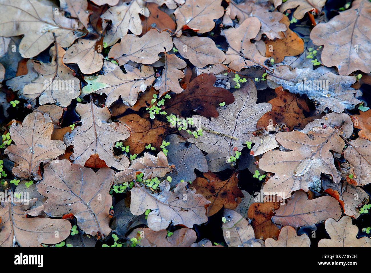 Autunno astratto Foto Stock