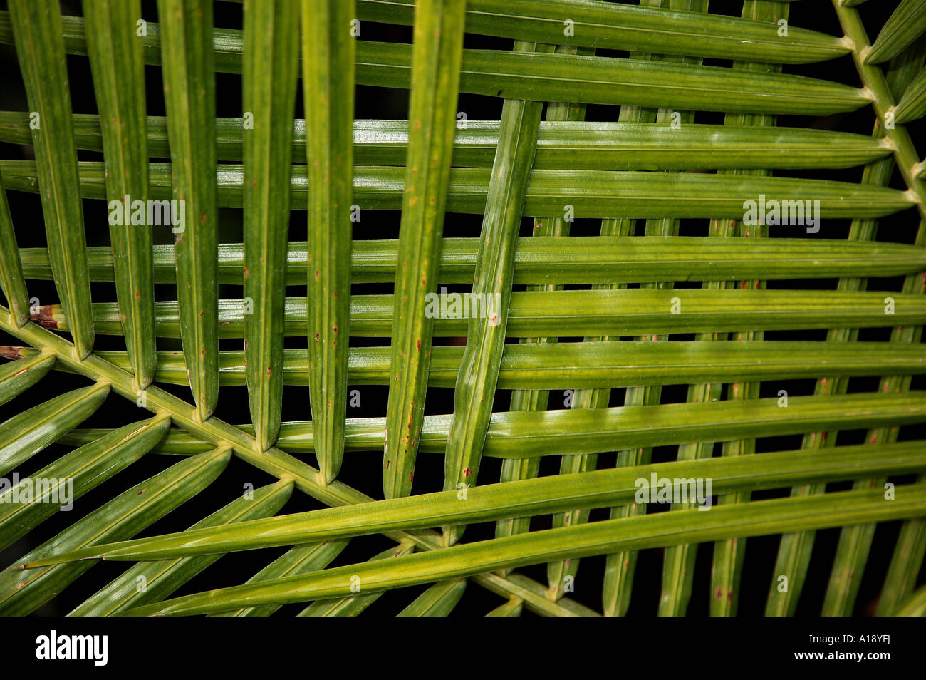 Di foglie di palma traliccio Foto Stock