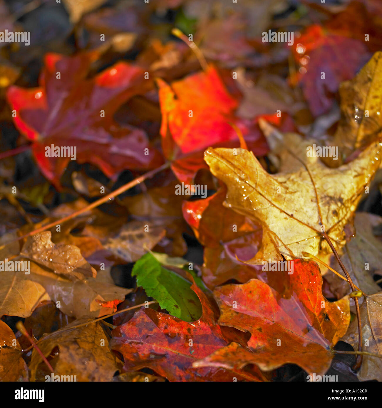 Multi-foglie colorate Foto Stock