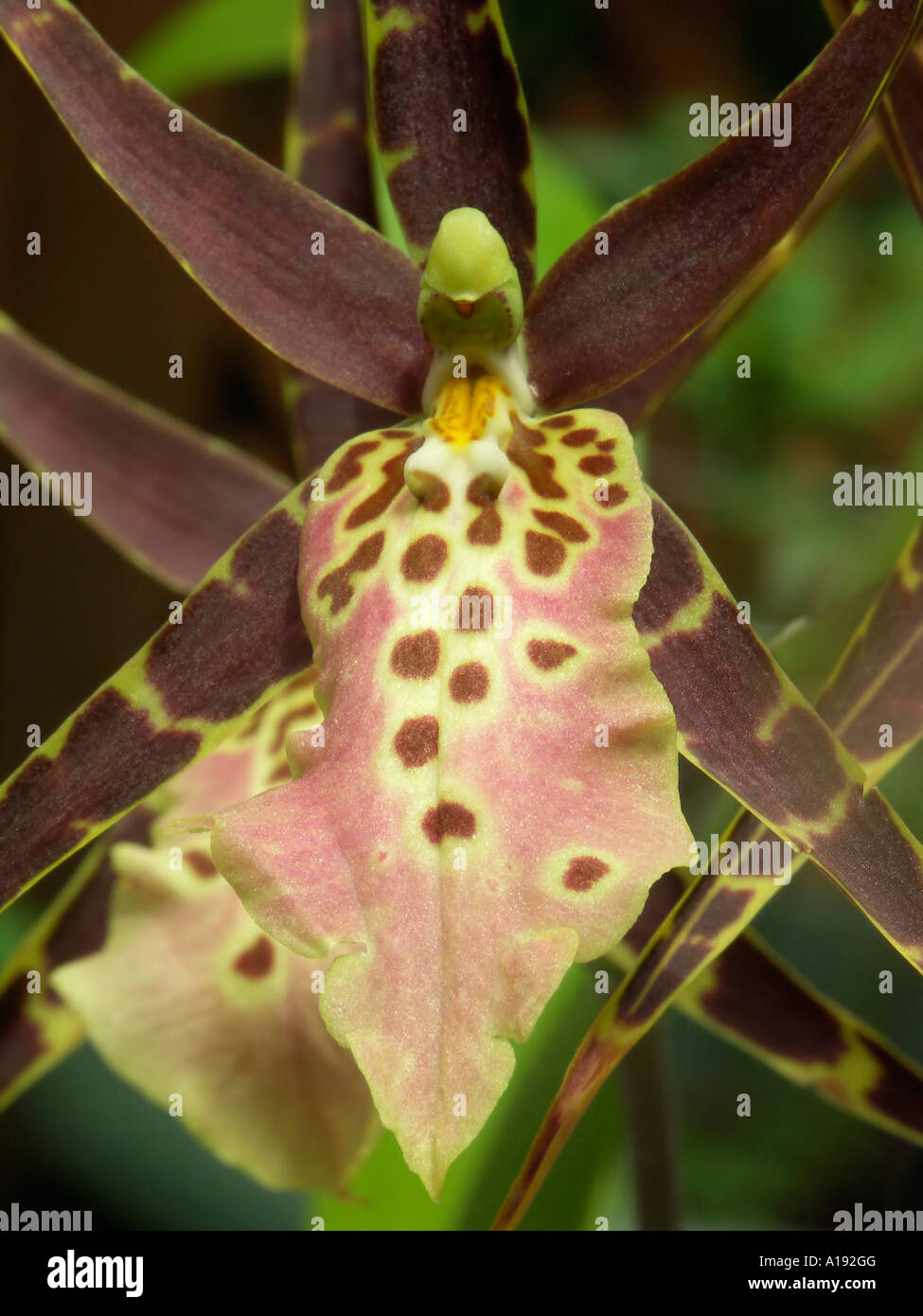 Miltassia fioritura di orchidee Foto Stock