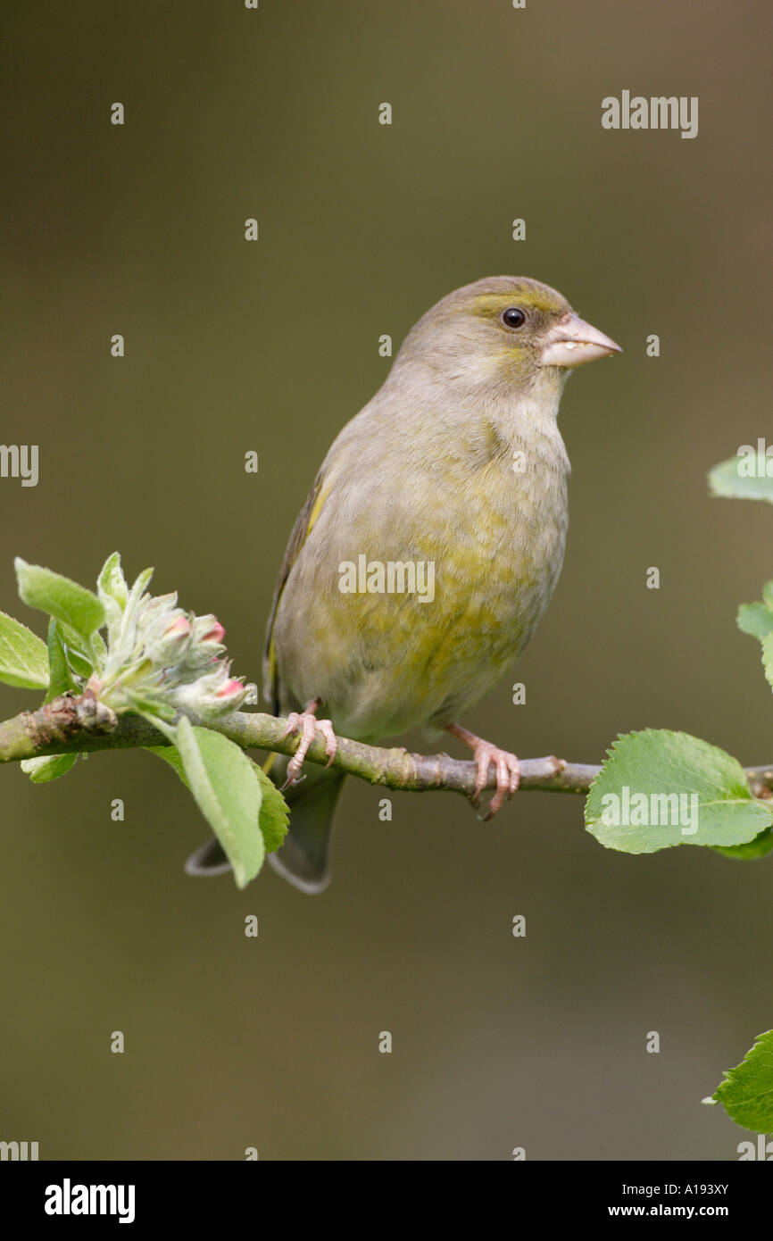 Verdone su apple blossom branch Foto Stock