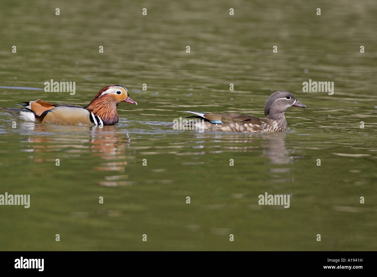 Coppia di anatre di mandarino di nuoto Foto Stock