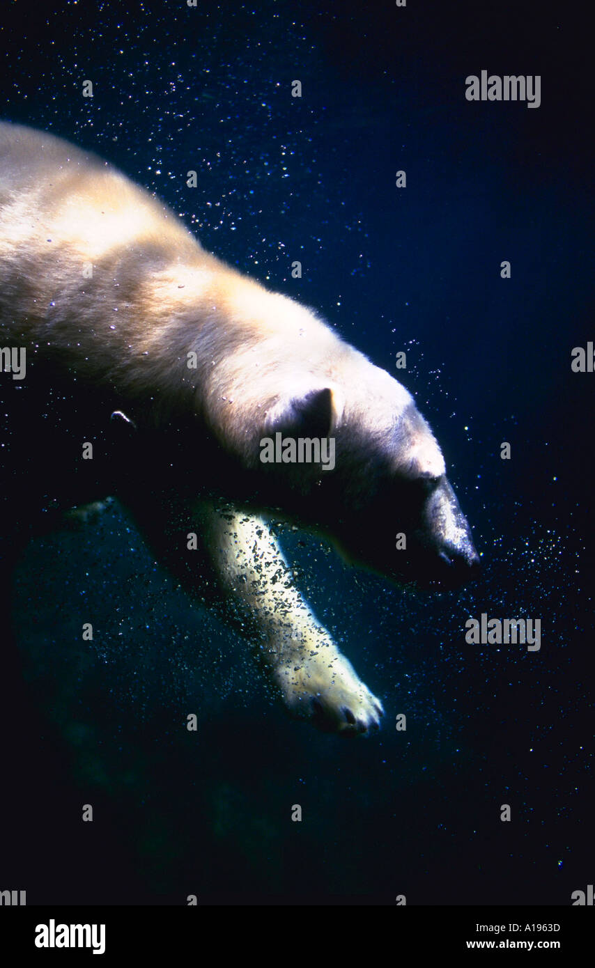L'orso Polare Nuota Sott'acqua Fotografia Stock - Immagine di stagno, mammiferi: 160695994