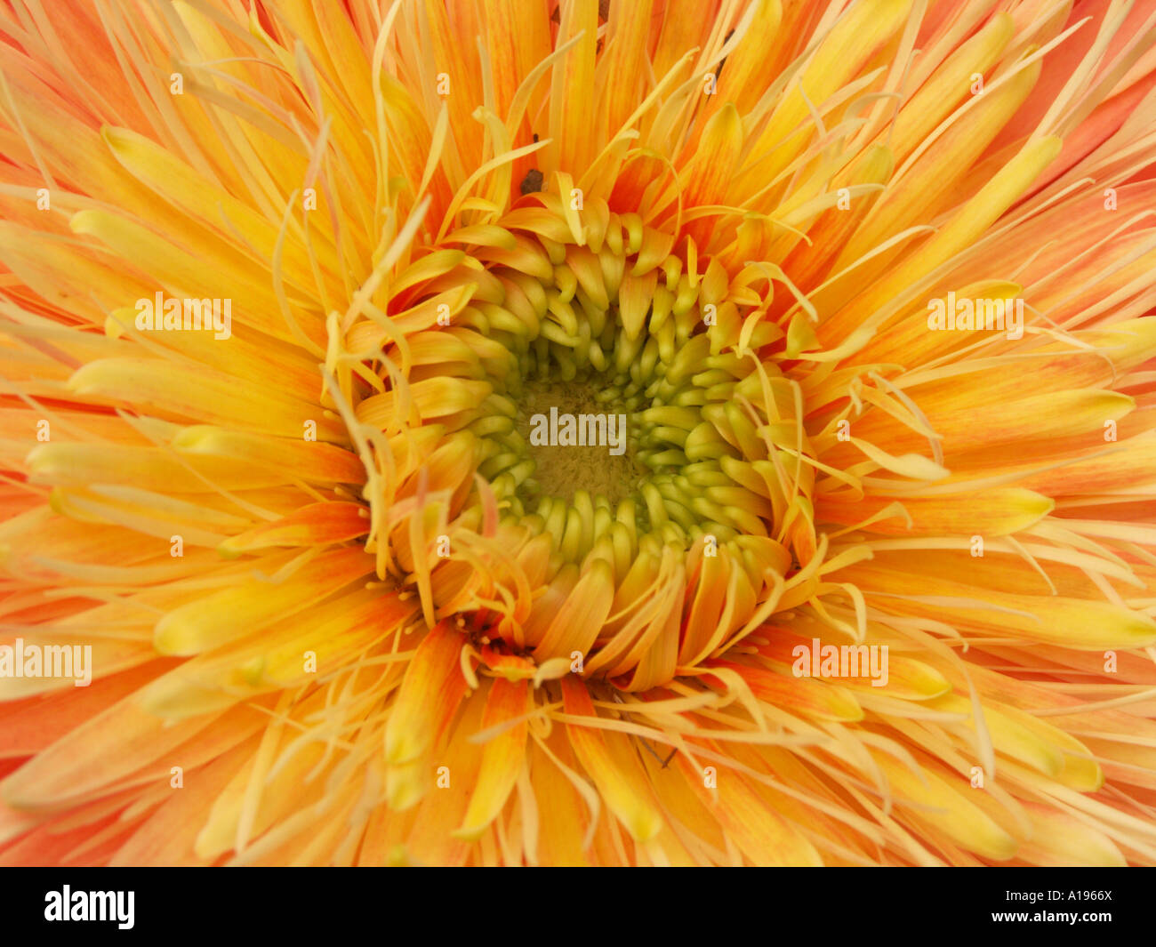 Primo piano della doppia orange gerbera fiore, bauerii nobleflora cultivar ibrido Foto Stock