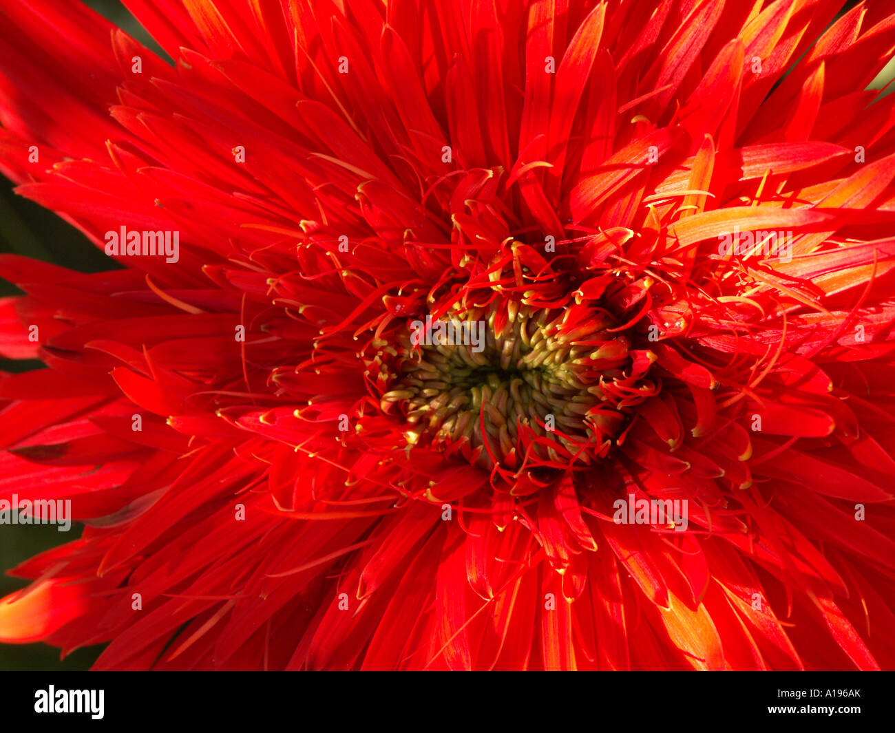 Primo piano di una brillante rosso fuoco double gerbera fiore, un bauerii nobleflora cultivar ibrido, con strati densi di petali Foto Stock