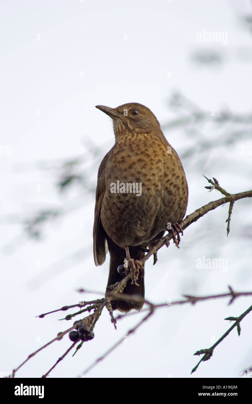 Merlo femmina (Turdus merula) appollaiato sul ramo, Dorset, Regno Unito Foto Stock