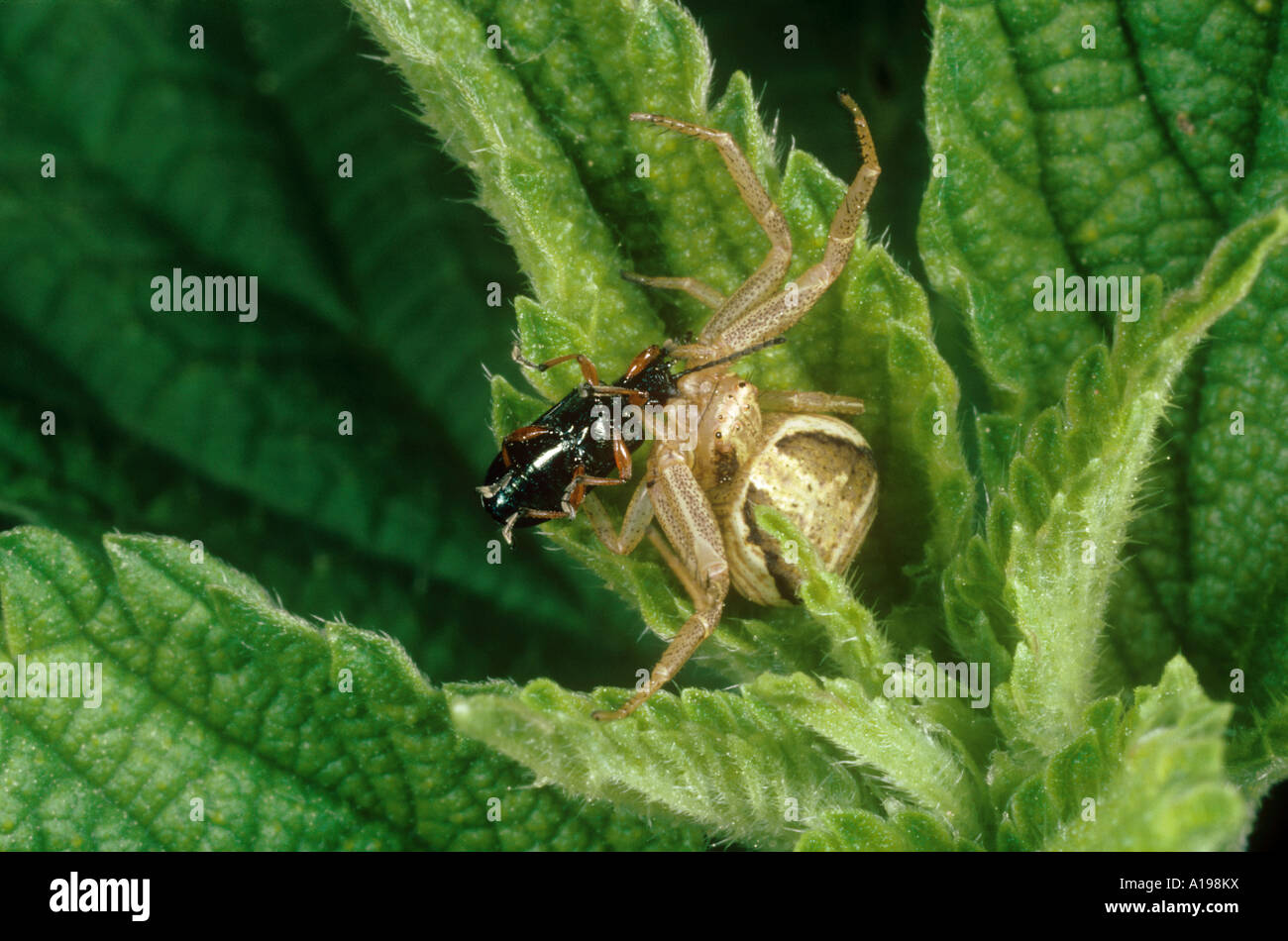 Il ragno granchio con un bottino / Thomisidae Foto Stock