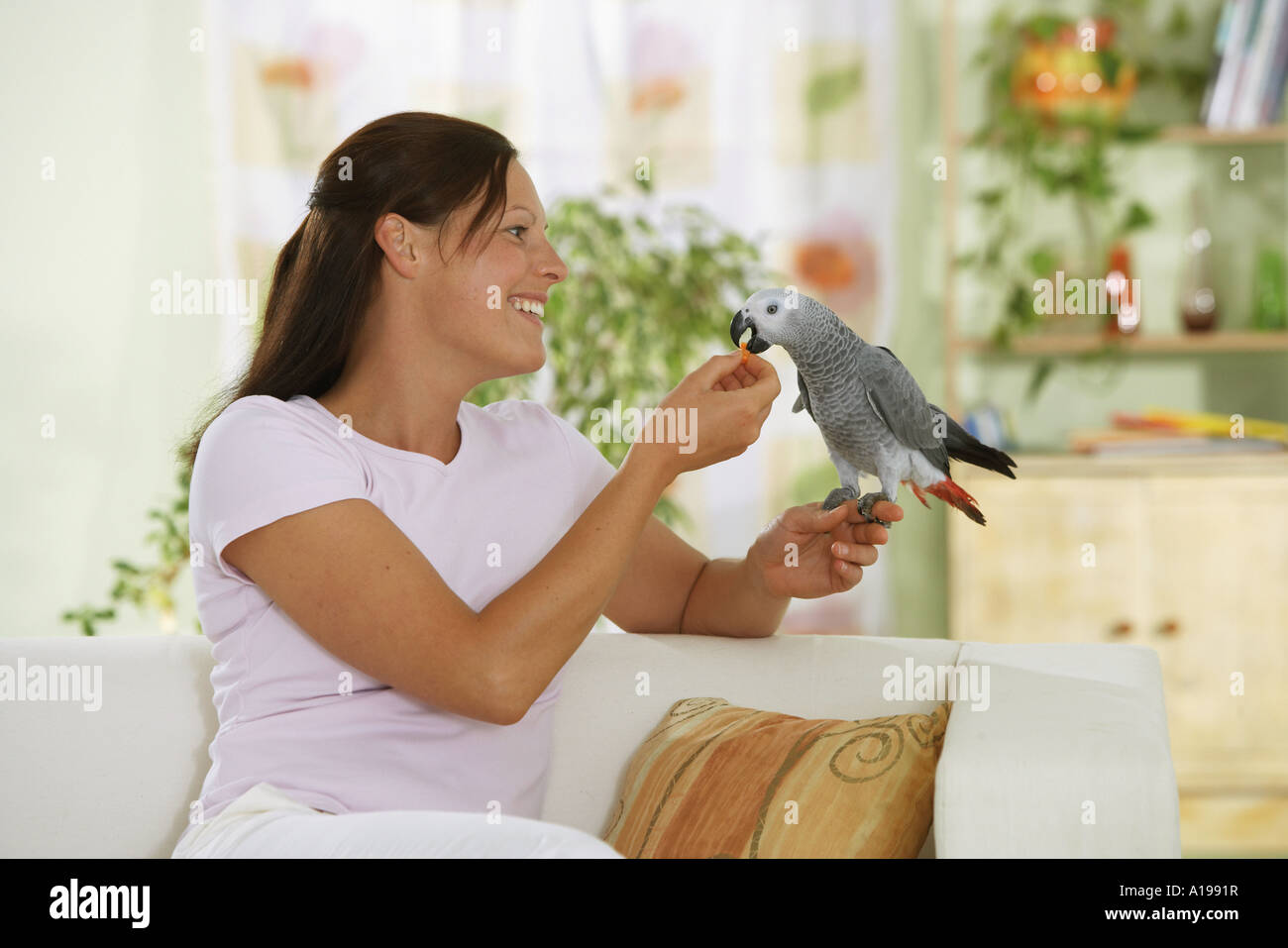 Alimentazione donna Congo pappagallo grigio africano / Psittacus erithacus Foto Stock
